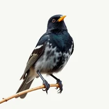 Bird Removal