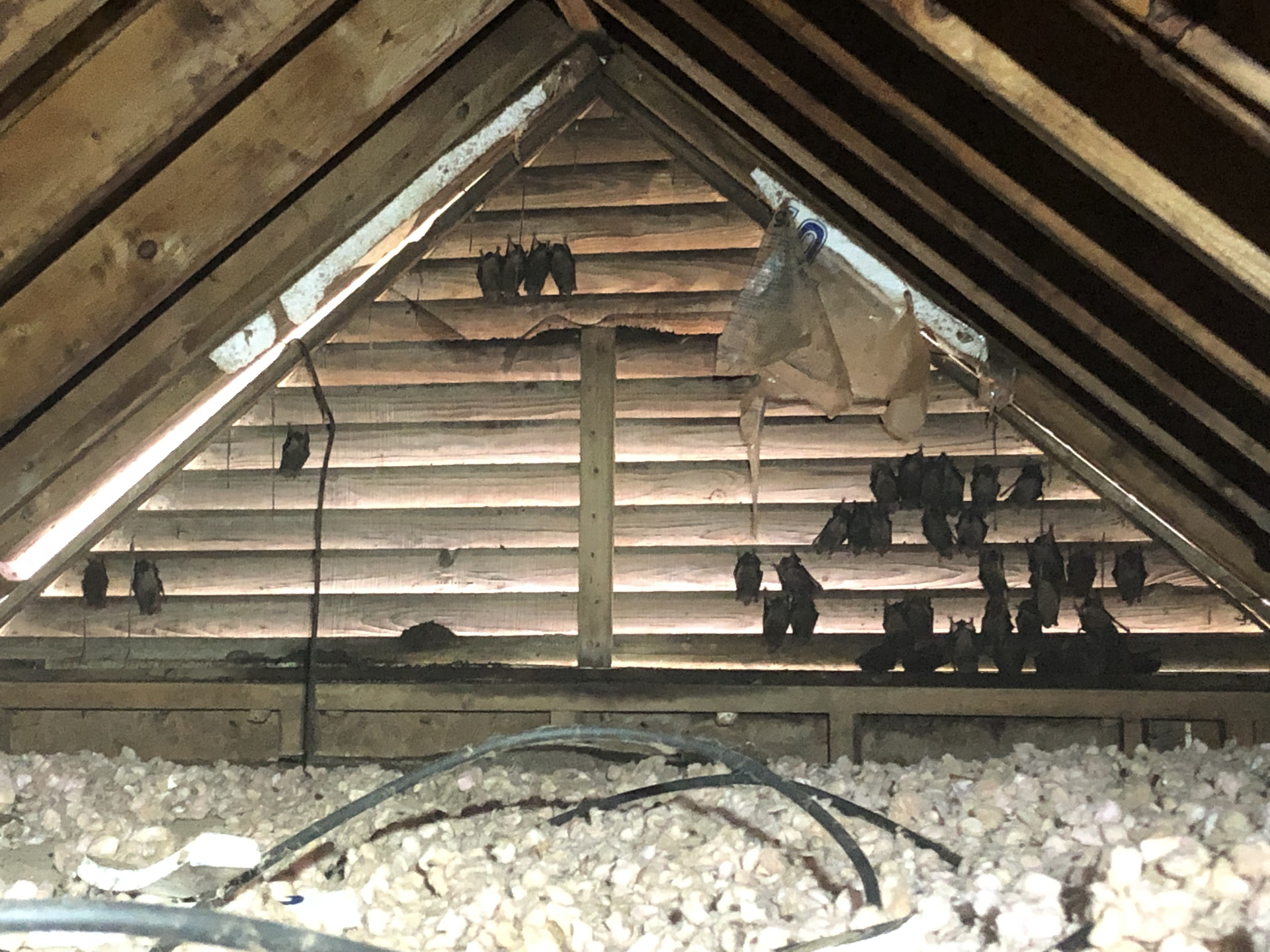 Bat in Atlanta attic