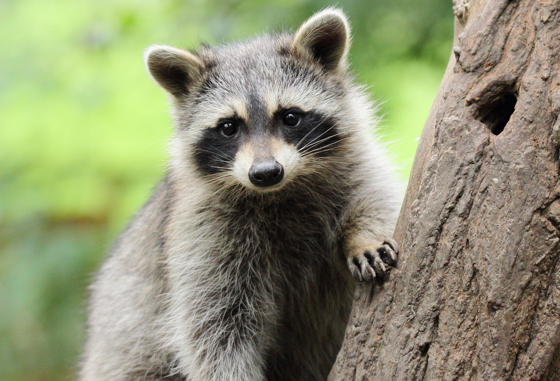 Raccoon mother and kits walking across residential roofline