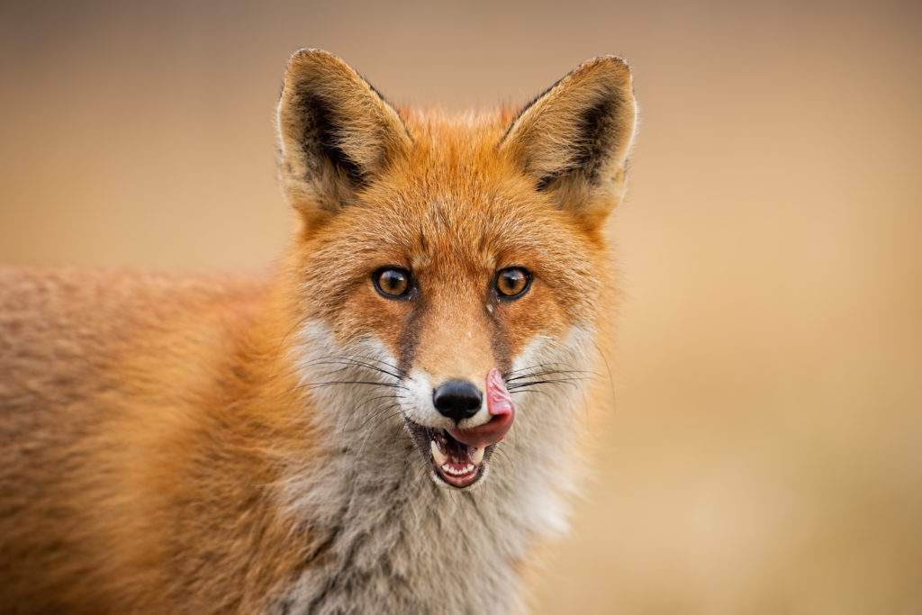 Head of a red fox, vulpes vulpes, looking straight to the camera licking lips.