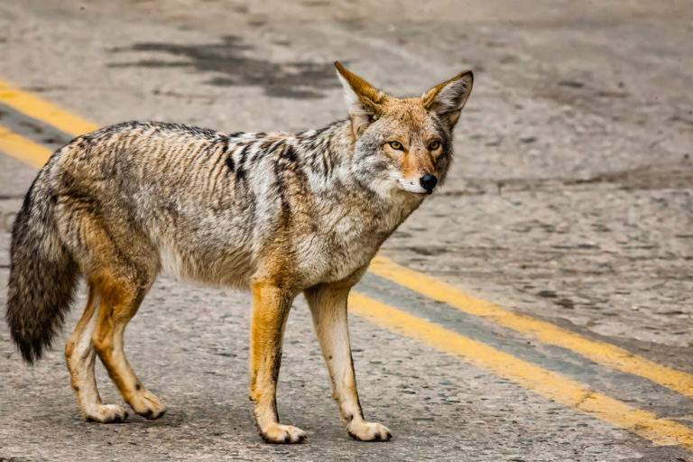 Coyote while crossing the street into Sequoia National Park
