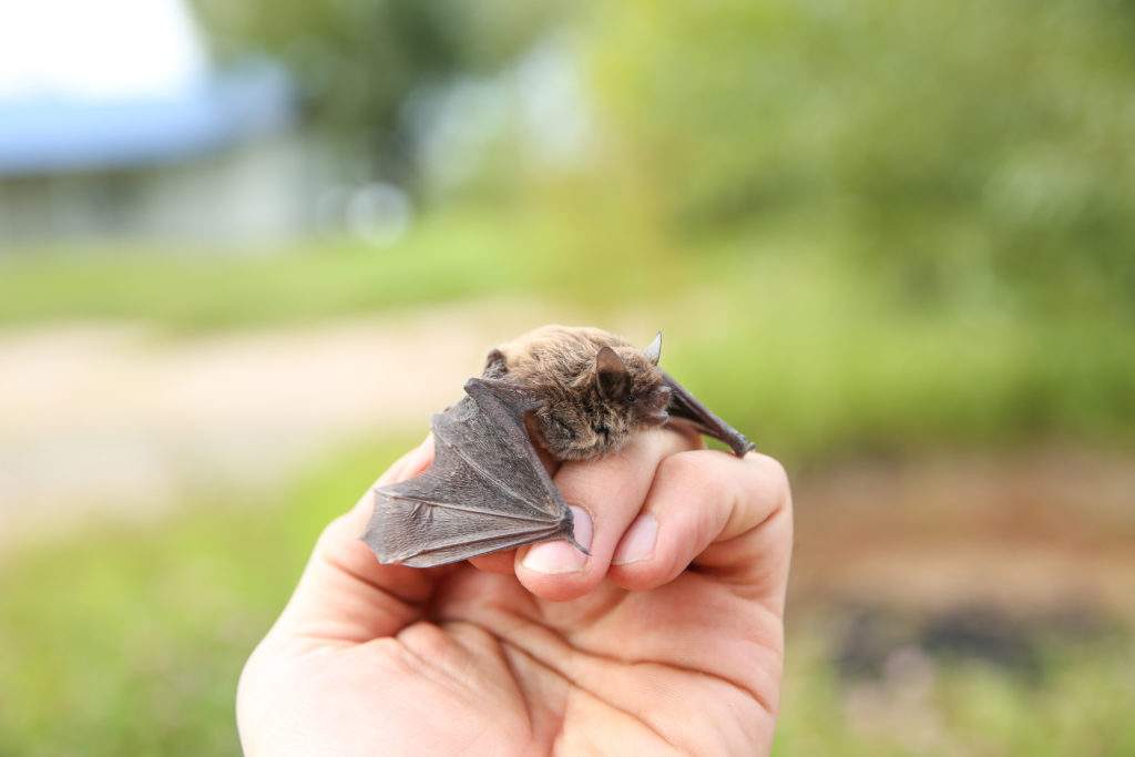 little bat mouse on human hand on green nature background