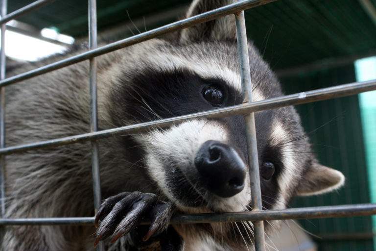 Raccoon removal in west georgia