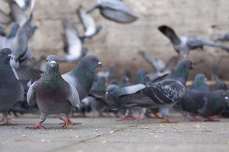 City Pigeons