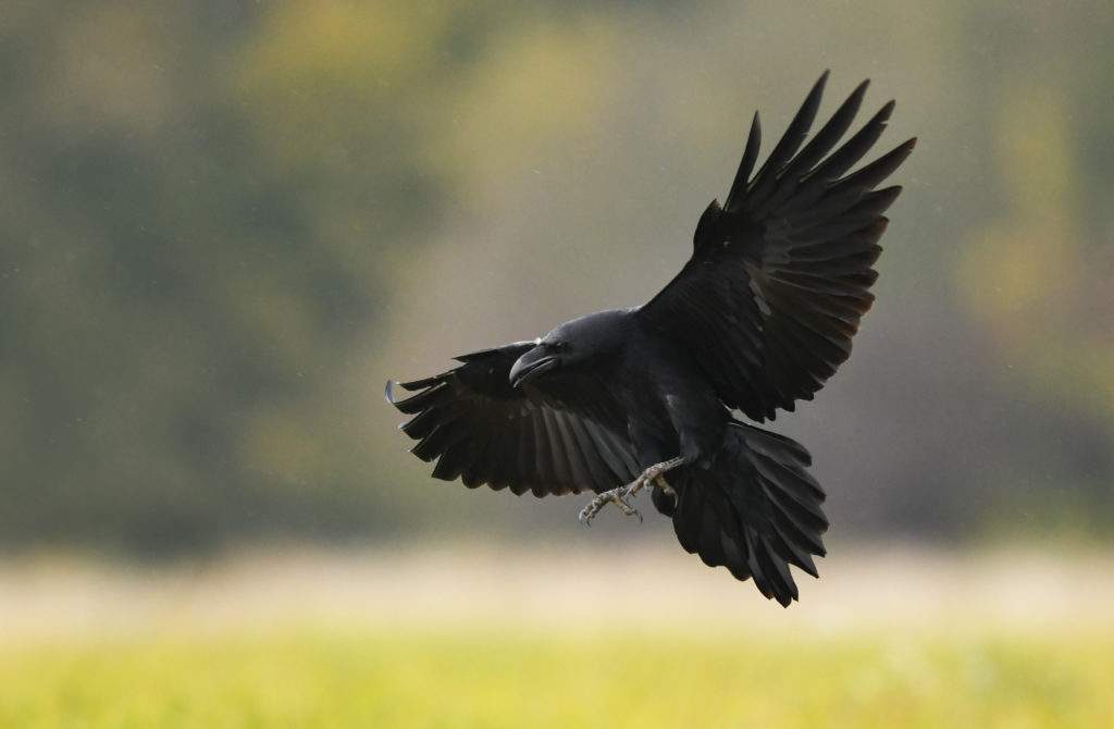 Raven flying