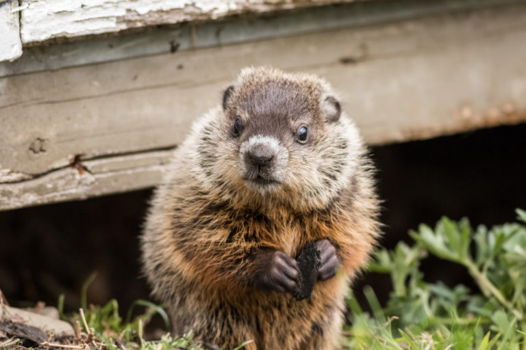 Young groundhog near shed in springtime