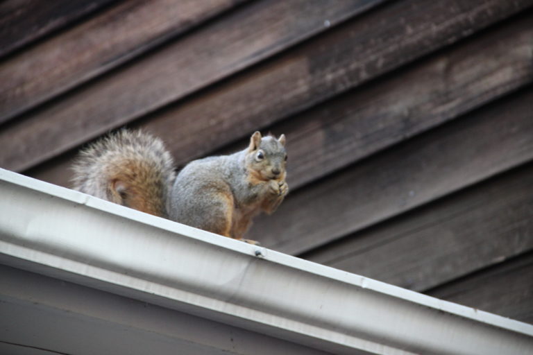 Squirrel Eats a Nut on the Roof