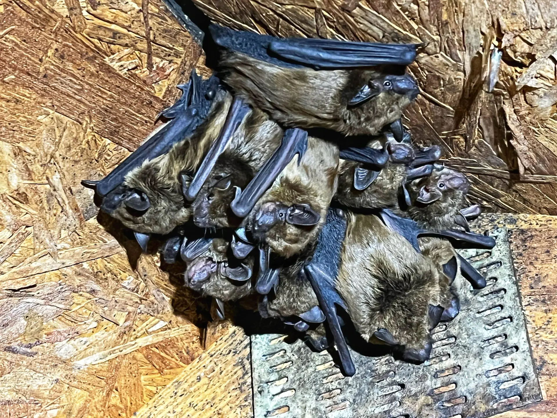 Things You Can Do To Protect Your Home Against Bats