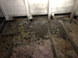 pest infestation, wildlife infestation in your attic, dirty insulation, dirty insulation is extremely hazardous to your well-being and safety