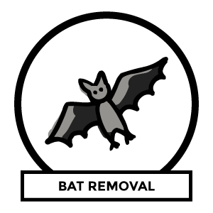 Bat removal near me
