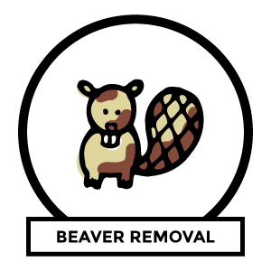 Beaver removal near me