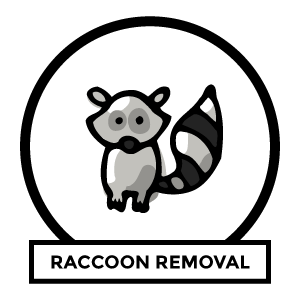 raccoon removal near me