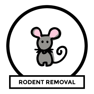 rat and mice removal near me