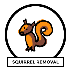 Squirrel removal near me