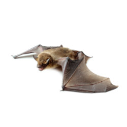Bat