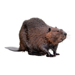 Beaver