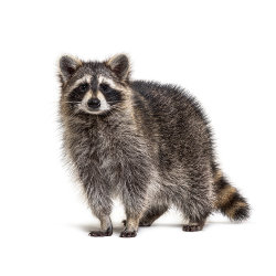 Raccoon