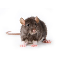 Rodent